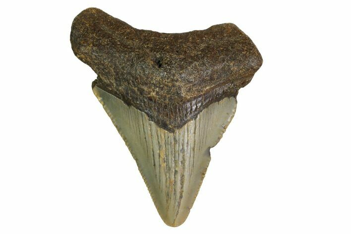 Bargain, Megalodon Tooth - North Carolina #152816